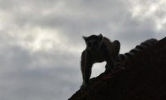 Lemur catta