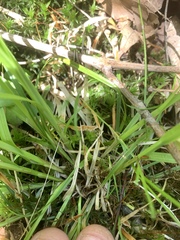Carex deweyana