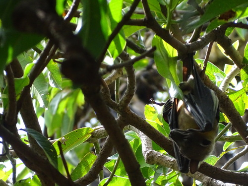 Straw-coloured Fruit Bat