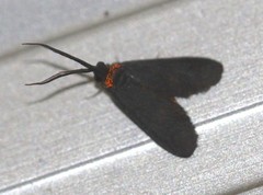 Pollanisus subdolosa