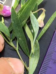Lathyrus bijugatus