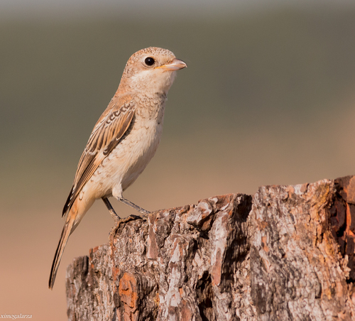 Woodchat Shrike