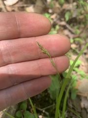 Carex deweyana