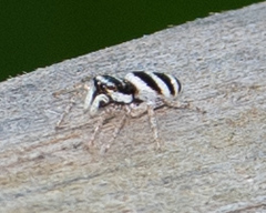 Salticus austinensis