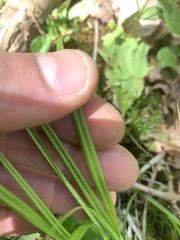 Carex deweyana