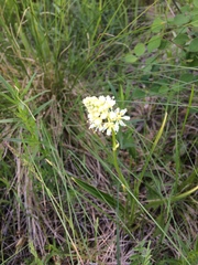 Toxicoscordion venenosum