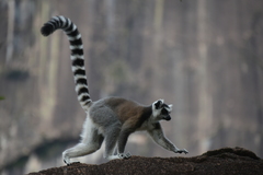 Lemur catta