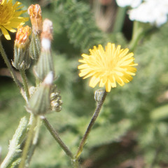Crepis vesicaria taraxacifolia