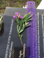 Lathyrus bijugatus