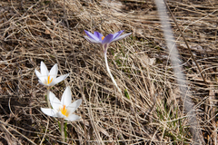 Crocus reticulatus