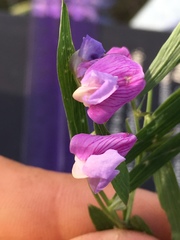 Lathyrus bijugatus