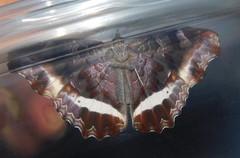 Eurytela hiarbas angustata
