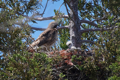 Buteo jamaicensis
