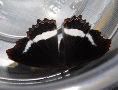 Eurytela hiarbas angustata
