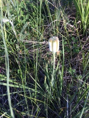 Fritillaria