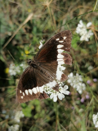 Great Banded Grayling