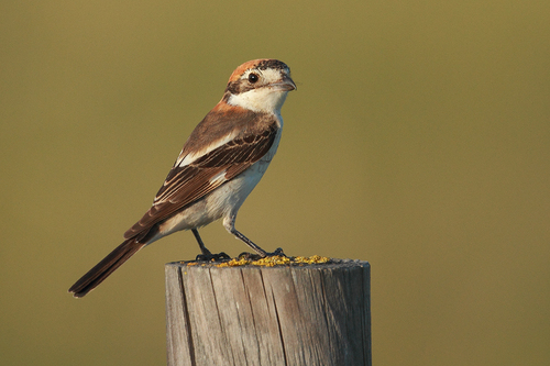 Woodchat Shrike