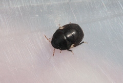 Cydnoides renormatus