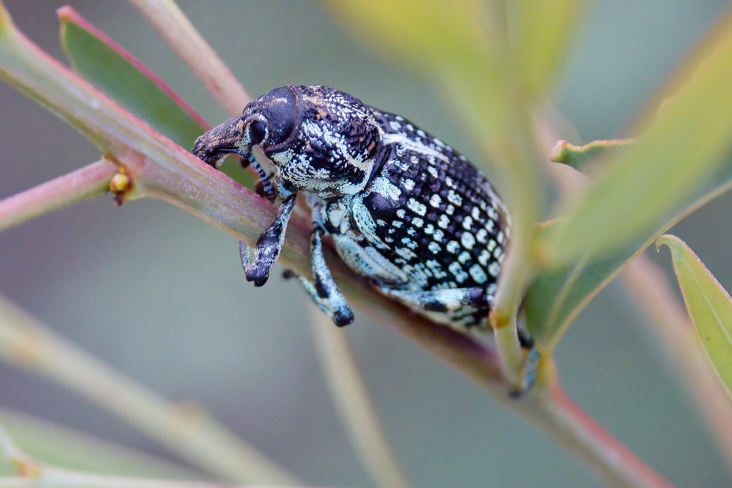 Botany Bay Diamond Weevil from Coree, ACT 2611, Australia on February 7 ...