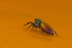 Salticus peckhamae