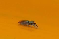 Salticus peckhamae