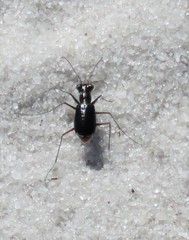 Cicindela abdominalis