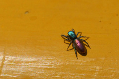 Salticus peckhamae