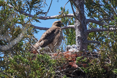 Buteo jamaicensis