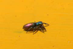 Salticus peckhamae