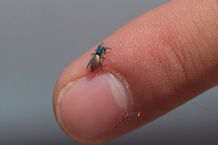 Salticus peckhamae