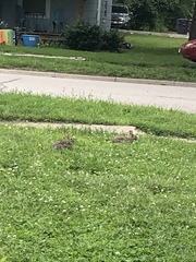 Sylvilagus floridanus