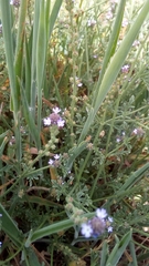 Verbena supina