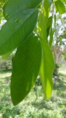 Pochota fendleri