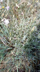 Verbena supina