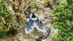 Lepiseodina conspicua