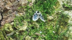 Lepiseodina conspicua