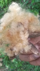 Pochota fendleri
