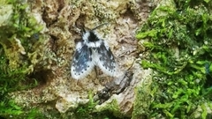 Lepiseodina conspicua