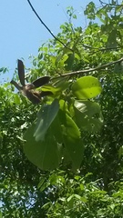 Pochota fendleri