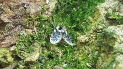 Lepiseodina conspicua