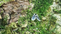 Lepiseodina conspicua