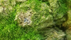 Lepiseodina conspicua