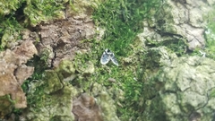 Lepiseodina conspicua