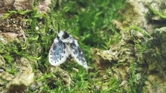 Lepiseodina conspicua