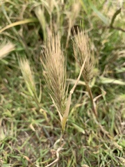 Hordeum jubatum