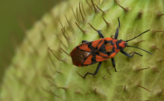 Spilostethus pandurus asiaticus