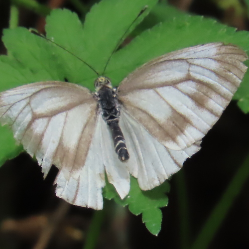 Asian Green-veined White