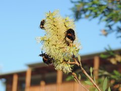 Bombus terrestris audax