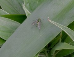 Heteropsilopus cingulipes