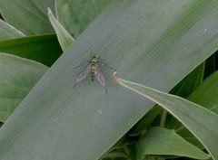 Heteropsilopus cingulipes